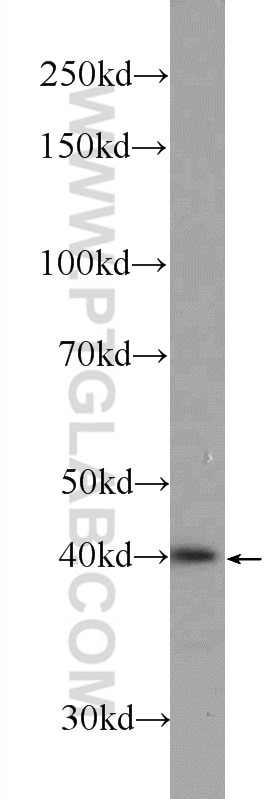 Western Blot (WB) analysis of mouse testis tissue using SOX12 Polyclonal antibody (23939-1-AP)