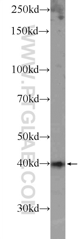 Western Blot (WB) analysis of mouse testis tissue using SOX12 Polyclonal antibody (23939-1-AP)