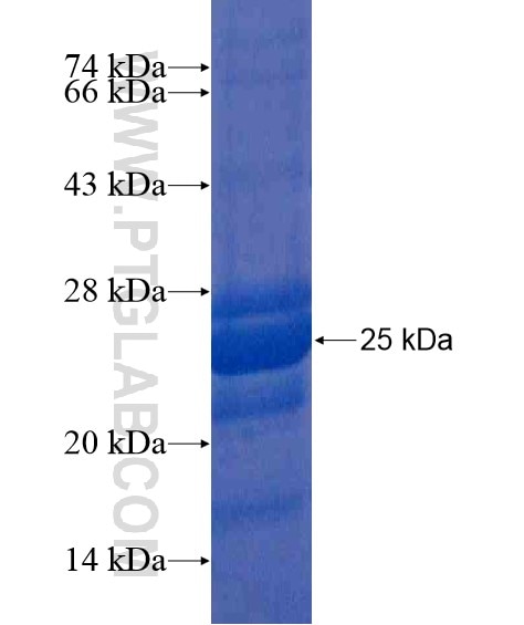 SOX12 fusion protein Ag21043 SDS-PAGE
