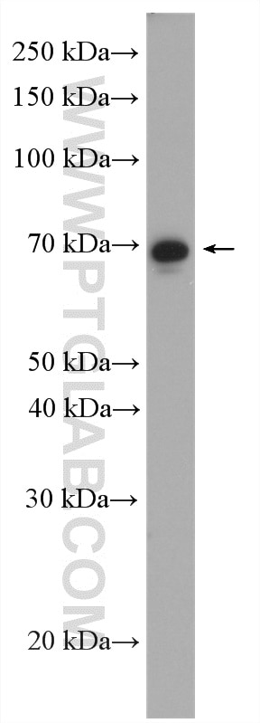 Western Blot (WB) analysis of NCI-H1299 cells using SOX13 Polyclonal antibody (18902-1-AP)