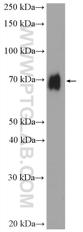 Western Blot (WB) analysis of BGC-823 cells using SOX13 Polyclonal antibody (18902-1-AP)