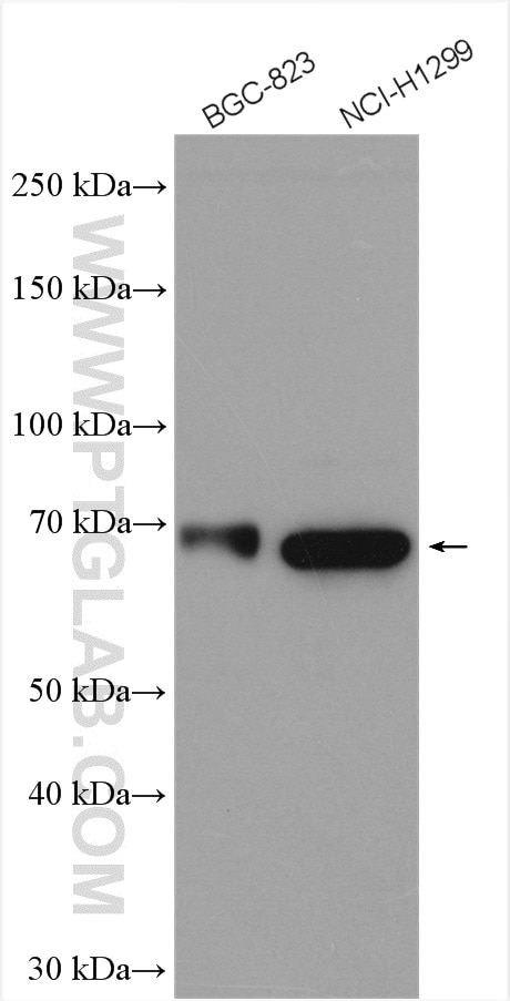 Western Blot (WB) analysis of various lysates using SOX13 Polyclonal antibody (18902-1-AP)