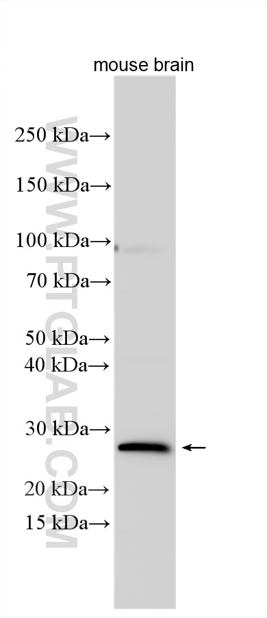 WB analysis using 30613-1-AP (same clone as 30613-1-PBS) Western Blot (WB) analysis of various lysates using SOX14 Polyclonal antibody (30613-1-AP)