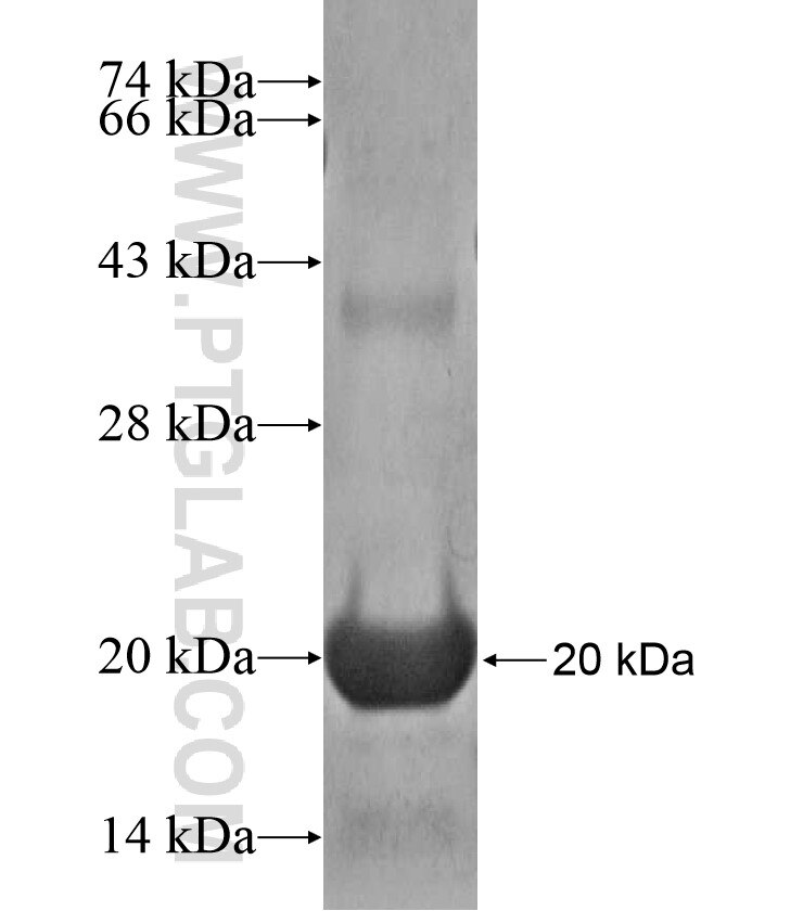 SOX14 fusion protein Ag17251 SDS-PAGE