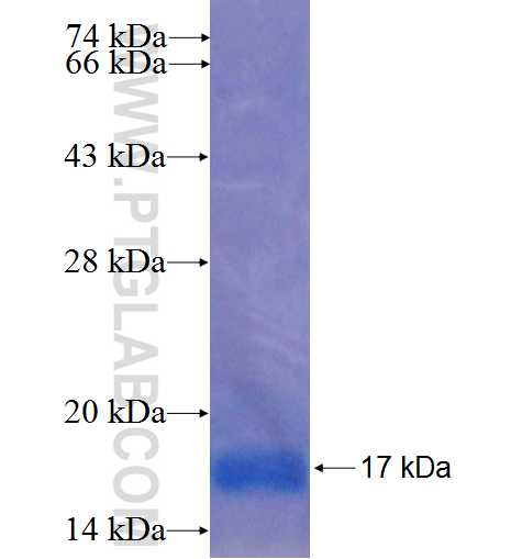 SOX15 fusion protein Ag22484 SDS-PAGE