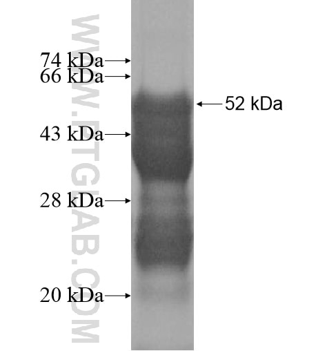 SOX15 fusion protein Ag10173 SDS-PAGE