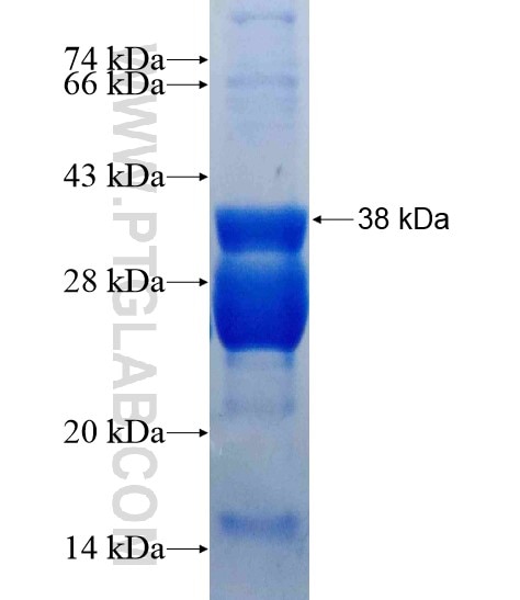SOX15 fusion protein Ag22032 SDS-PAGE