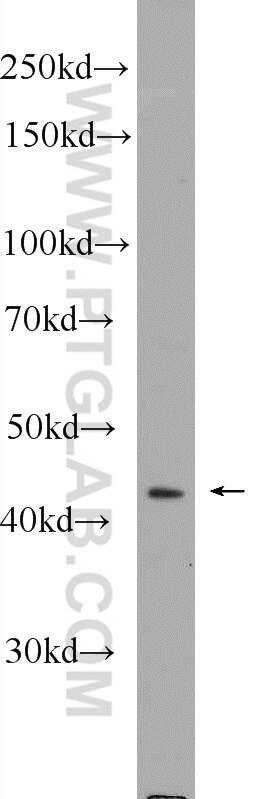 Western Blot (WB) analysis of mouse embryo tissue using SOX17 Polyclonal antibody (24903-1-AP)