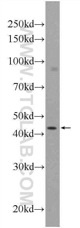 Western Blot (WB) analysis of C6 cells using SOX17 Polyclonal antibody (24903-1-AP)