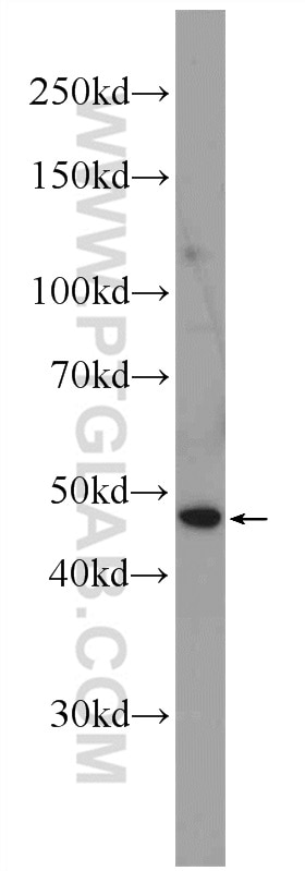 Western Blot (WB) analysis of PC-3 cells using SOX17 Polyclonal antibody (24903-1-AP)