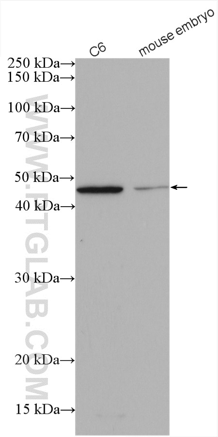 Western Blot (WB) analysis of various lysates using SOX17 Polyclonal antibody (24903-1-AP)