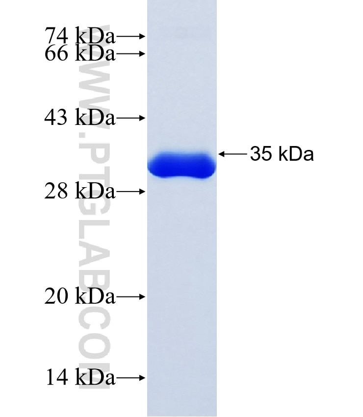 SOX17 fusion protein Ag19157 SDS-PAGE