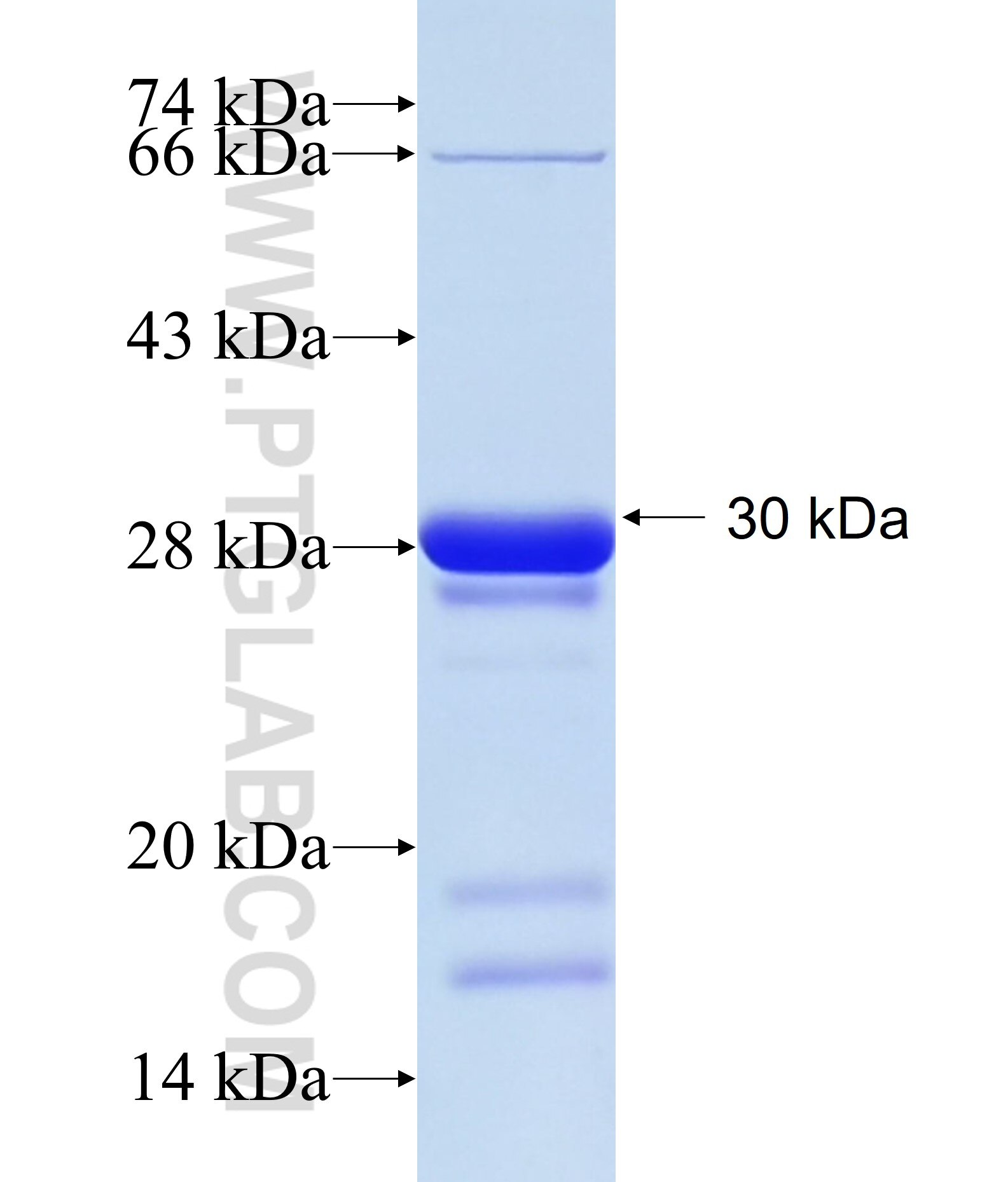 SOX18 fusion protein Ag34377 SDS-PAGE