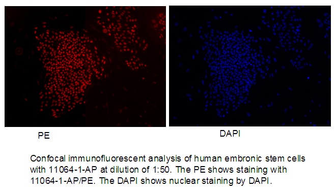 IF Staining of human embronic stem cells using 11064-1-AP