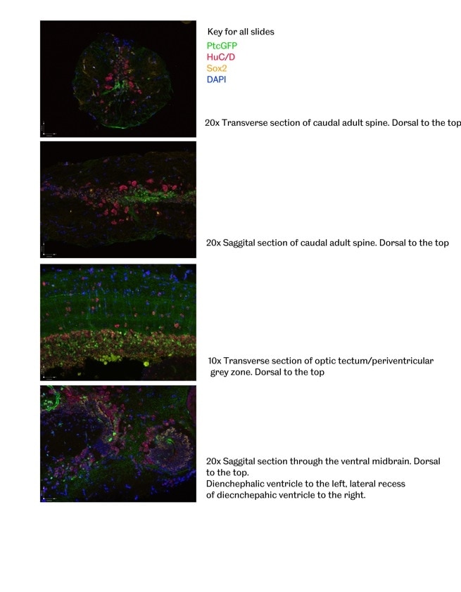Immunofluorescence (IF) / fluorescent staining of Zebrafish tissue using SOX2 Polyclonal antibody (11064-1-AP)