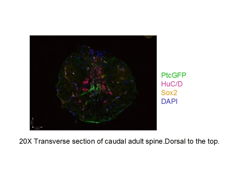 Immunofluorescence (IF) / fluorescent staining of Zebrafish tissue using SOX2 Polyclonal antibody (11064-1-AP)