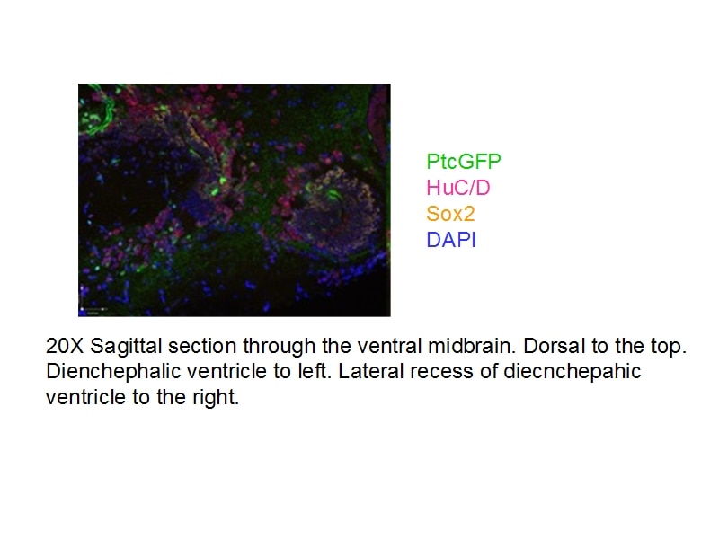 IF Staining of Zebrafish using 11064-1-AP