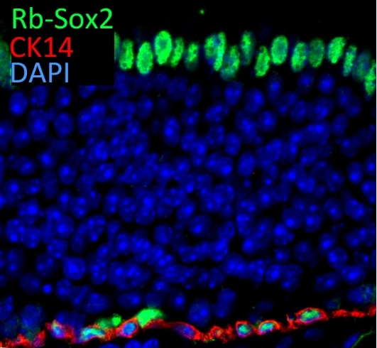 Immunofluorescence (IF) / fluorescent staining of mouse olfactory epithelium tissue using SOX2 Polyclonal antibody (11064-1-AP)