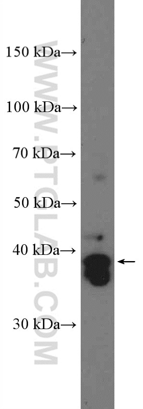 Western Blot (WB) analysis of HEK-293 cells using SOX2 Polyclonal antibody (11064-1-AP)