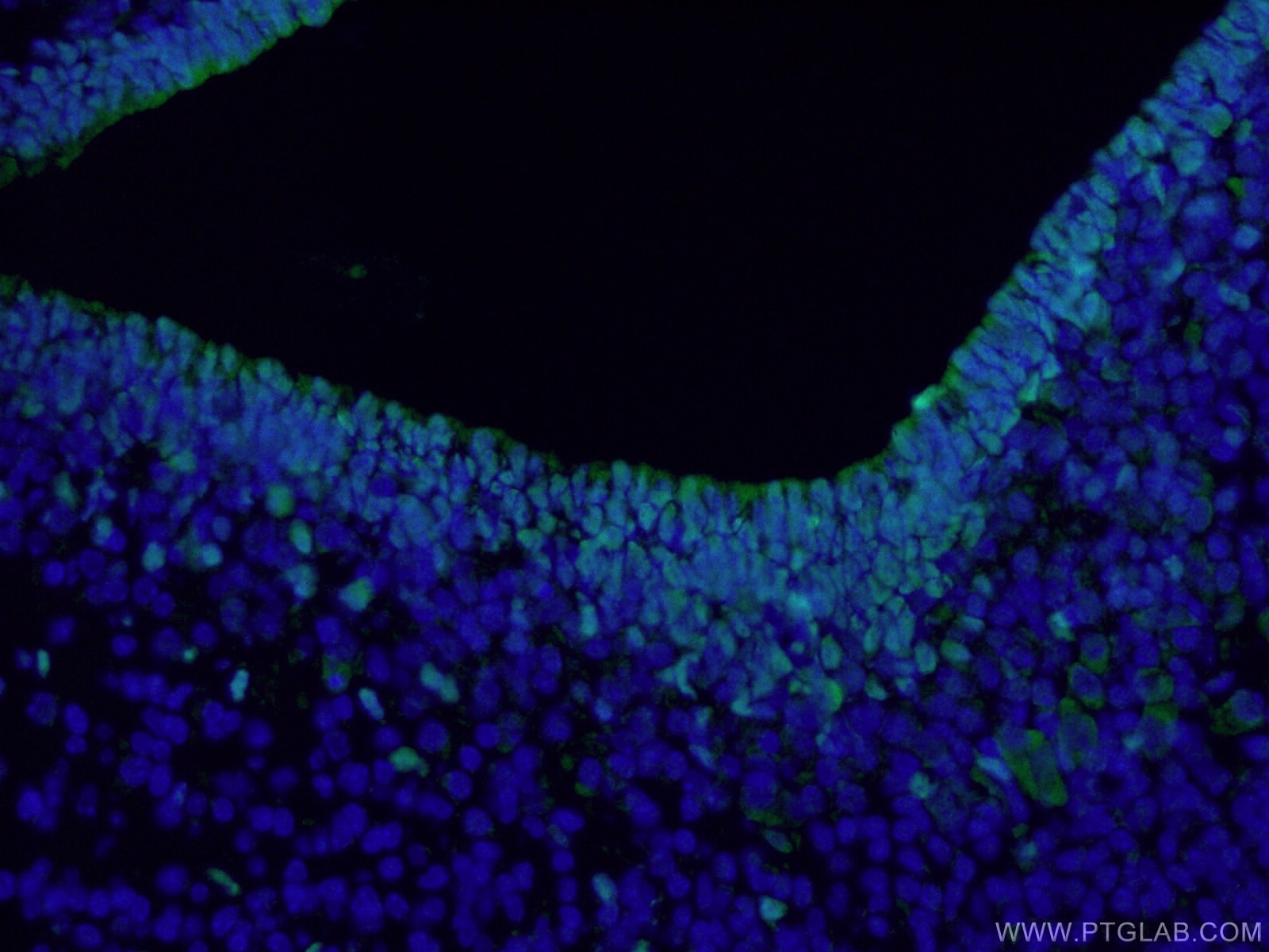 Immunofluorescence (IF) / fluorescent staining of mouse embryo tissue using SOX2 Polyclonal antibody (20118-1-AP)