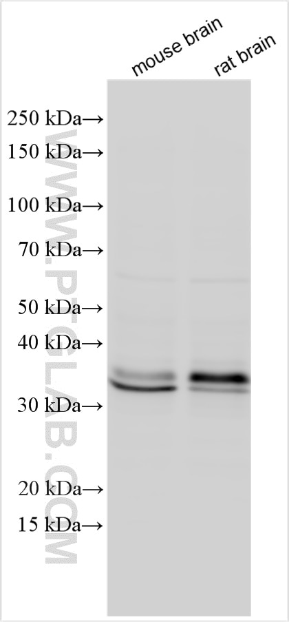 Western Blot (WB) analysis of various lysates using SOX2 Polyclonal antibody (20118-1-AP)