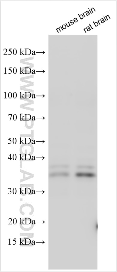Western Blot (WB) analysis of various lysates using SOX2 Polyclonal antibody (20118-1-AP)