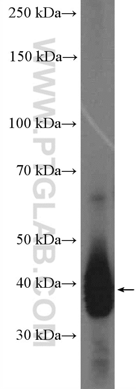 Western Blot (WB) analysis of mouse embryo tissue using SOX2 Polyclonal antibody (20118-1-AP)