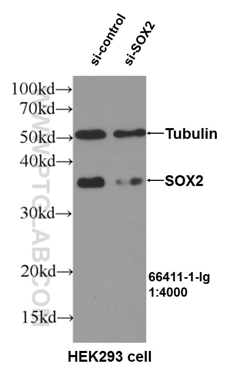 Western Blot (WB) analysis of HEK-293 cells using SOX2 Monoclonal antibody (66411-1-Ig)