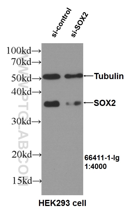 WB analysis of HEK-293 using 66411-1-Ig