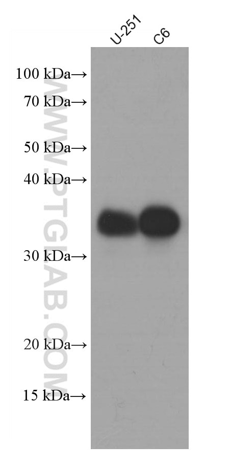 Western Blot (WB) analysis of various lysates using SOX2 Monoclonal antibody (66411-1-Ig)