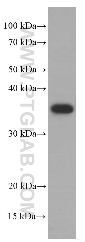 Western Blot (WB) analysis of MCF-7 cells using SOX2 Monoclonal antibody (66411-1-Ig)