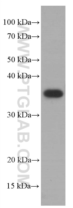 WB analysis of MCF-7 using 66411-1-Ig