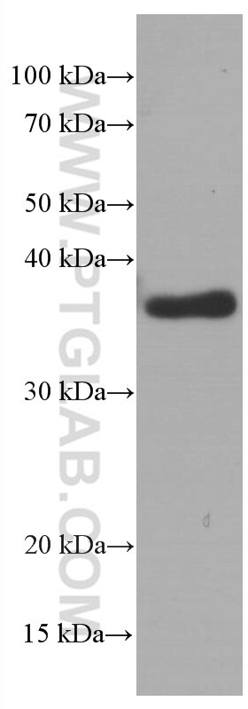 Western Blot (WB) analysis of pig brain tissue using SOX2 Monoclonal antibody (66411-1-Ig)