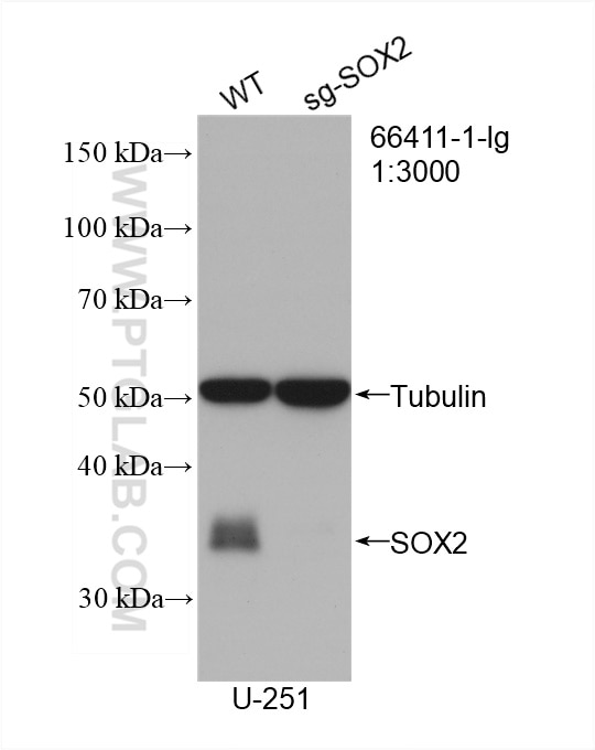Western Blot (WB) analysis of U-251 cells using SOX2 Monoclonal antibody (66411-1-Ig)