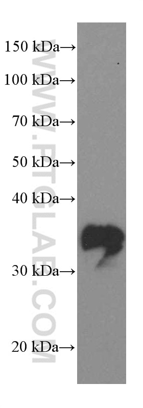 Western Blot (WB) analysis of U-251 cells using SOX2 Monoclonal antibody (66411-1-Ig)