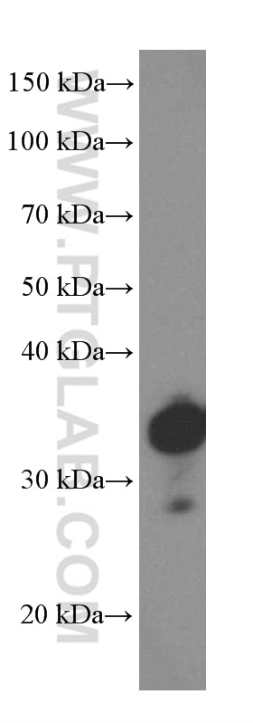 Western Blot (WB) analysis of fetal human brain tissue using SOX2 Monoclonal antibody (66411-1-Ig)