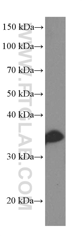 Western Blot (WB) analysis of pig brain tissue using SOX2 Monoclonal antibody (66411-1-Ig)