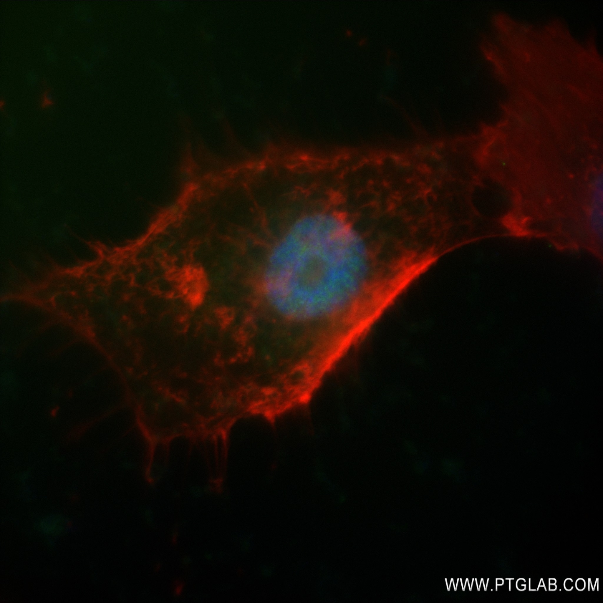 Immunofluorescence (IF) / fluorescent staining of U-251 cells using SOX2 Recombinant antibody (83059-5-RR)