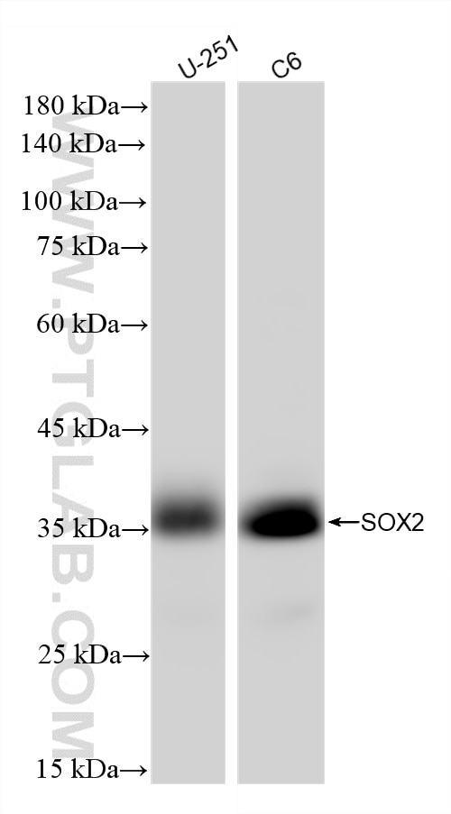 WB analysis using 83059-6-RR Western Blot (WB) analysis of various lysates using SOX2 Recombinant monoclonal antibody (83059-6-RR)