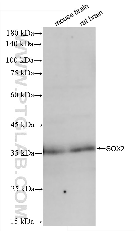 WB analysis using 83059-6-RR Western Blot (WB) analysis of various lysates using SOX2 Recombinant monoclonal antibody (83059-6-RR)