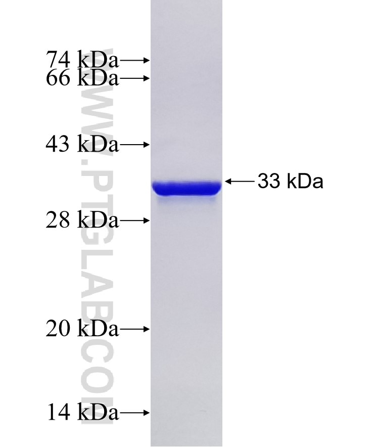 SOX2 fusion protein Ag0612 SDS-PAGE