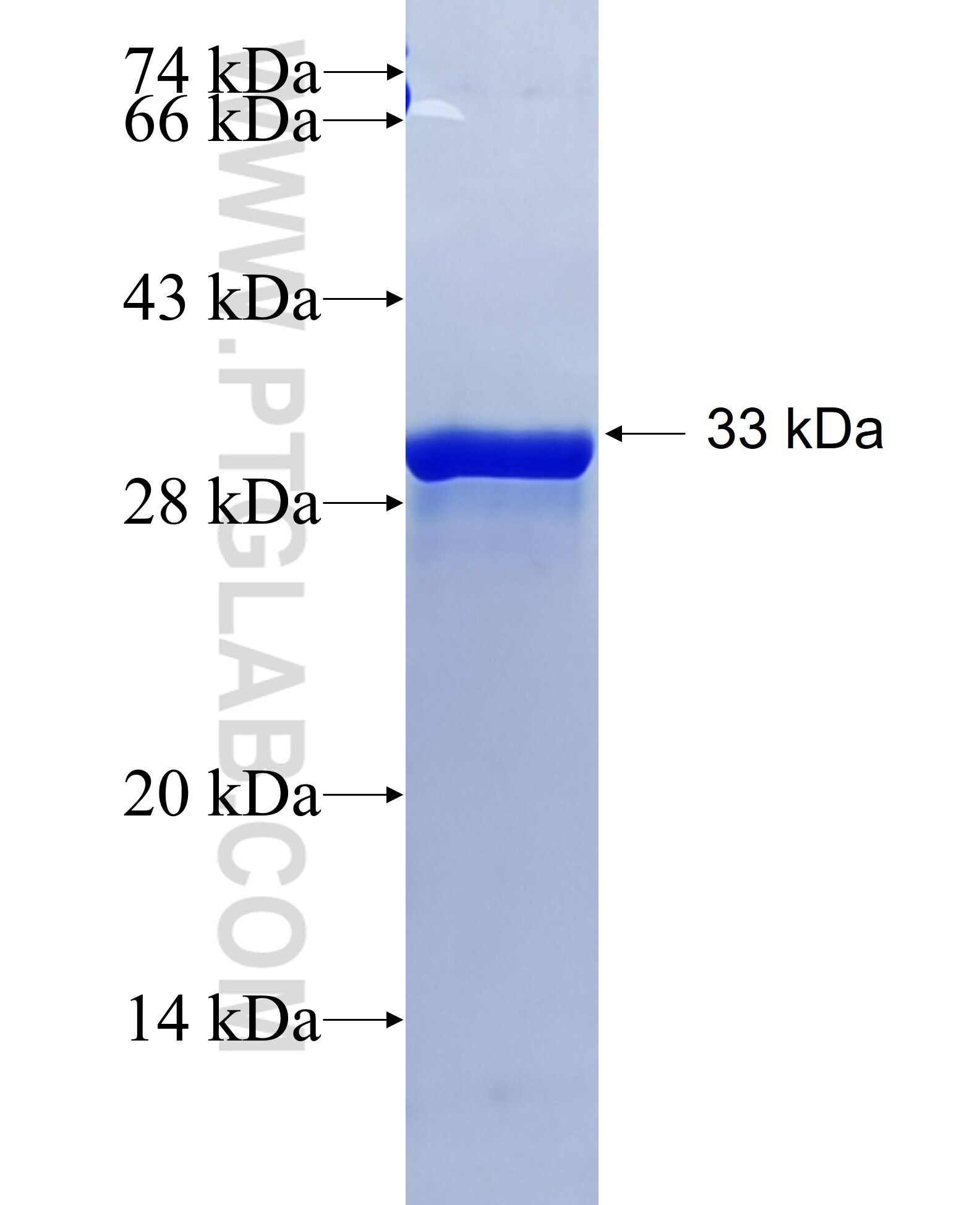 SOX2 fusion protein Ag0612 SDS-PAGE