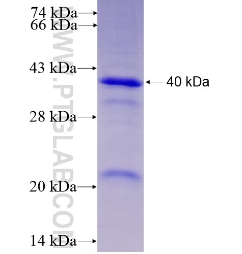 SOX2 fusion protein Ag13635 SDS-PAGE