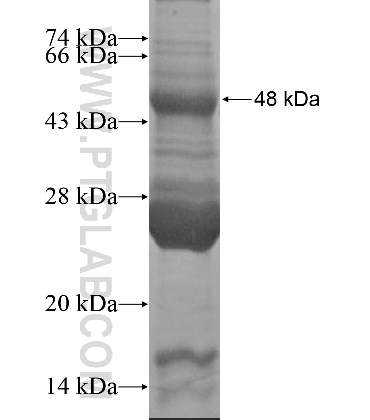 SOX2 fusion protein Ag16794 SDS-PAGE