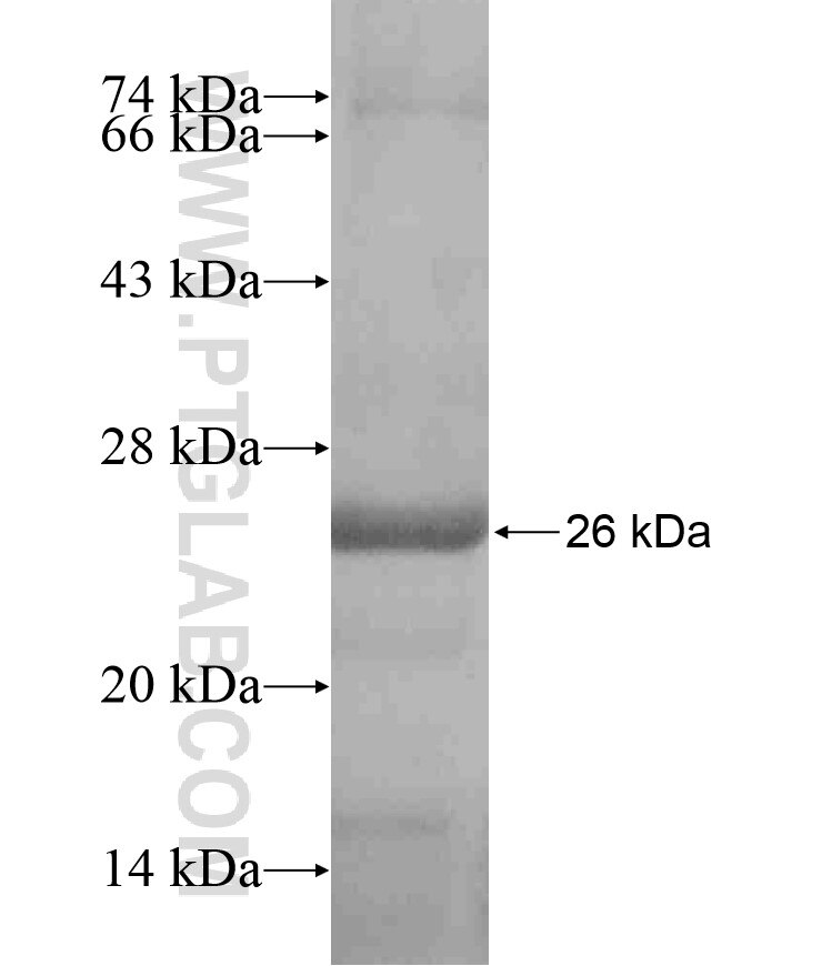 SOX2 fusion protein Ag17443 SDS-PAGE SOX2 fusion protein Ag17443 SDS-PAGE