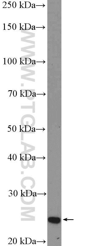 Western Blot (WB) analysis of Jurkat cells using SOX21 Polyclonal antibody (55052-1-AP)