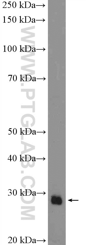 WB analysis of mouse embryo using 55052-1-AP