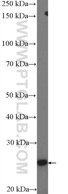 Western Blot (WB) analysis of Jurkat cells using SOX21 Polyclonal antibody (55052-1-AP)