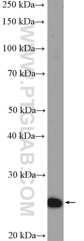 Western Blot (WB) analysis of mouse embryo tissue using SOX21 Polyclonal antibody (55052-1-AP)