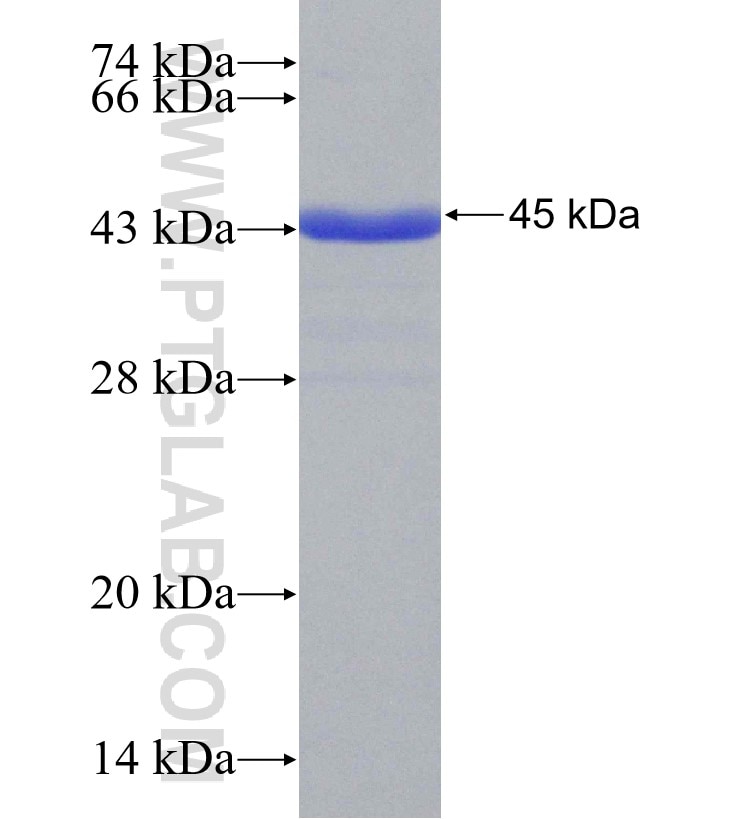 SOX30 fusion protein Ag31169 SDS-PAGE SOX30 fusion protein Ag31169 SDS-PAGE